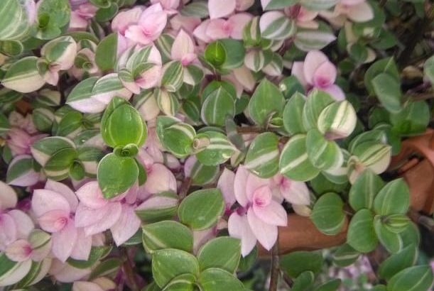callisia repens variegata con foglie piccole che vanno dal verde o anche con strisce dal rosa e al bianco al color crema.