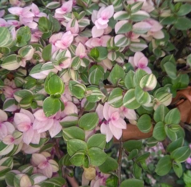callisia repens variegata     con foglie piccole che vanno dal verde o anche con strisce dal rosa e al bianco al color crema.  