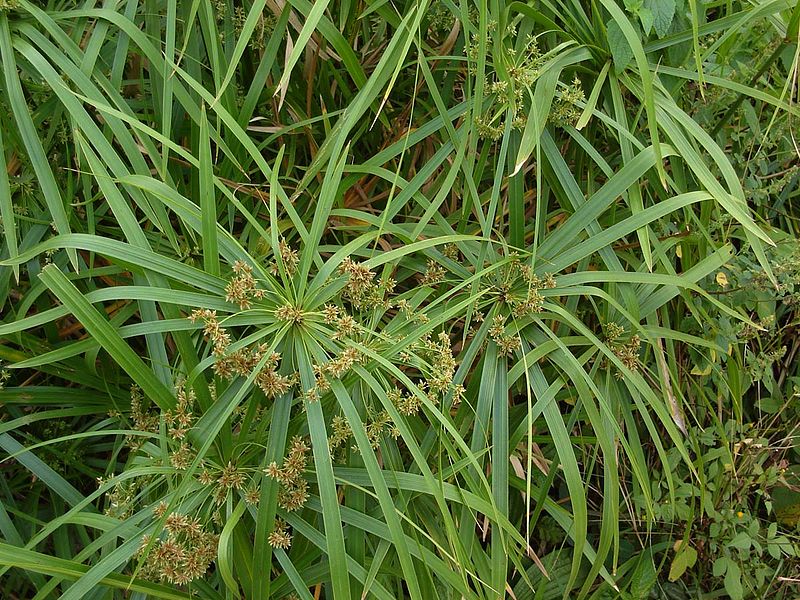  Cyperus pianta ornamentale molto diffusa,con fusti alti e sottili che portano foglie dalle brattee a raggiera simili alle bacchette di un ombrello aperto