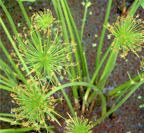 Cyperus haspan ,specie di  papiro nano   ampiamente diffuso nelle regioni tropicali e subtropicali in Africa ,  e Asia meridionale