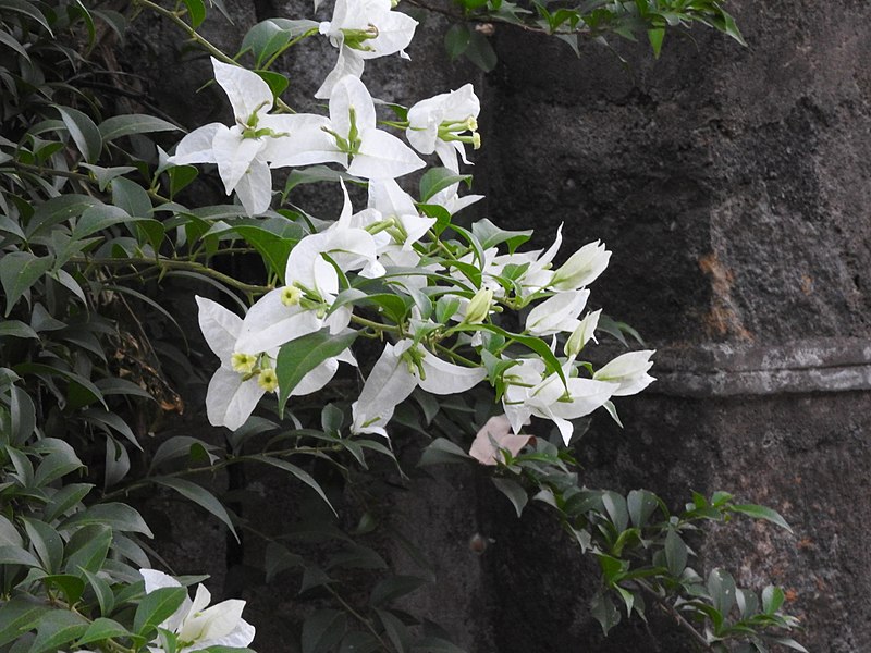 Bougainvillea spectabilis bianca in India