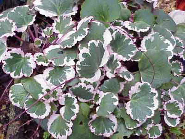  Saxifraga stolonifera var. Tricolor (foto www.glasshouseworks.com)