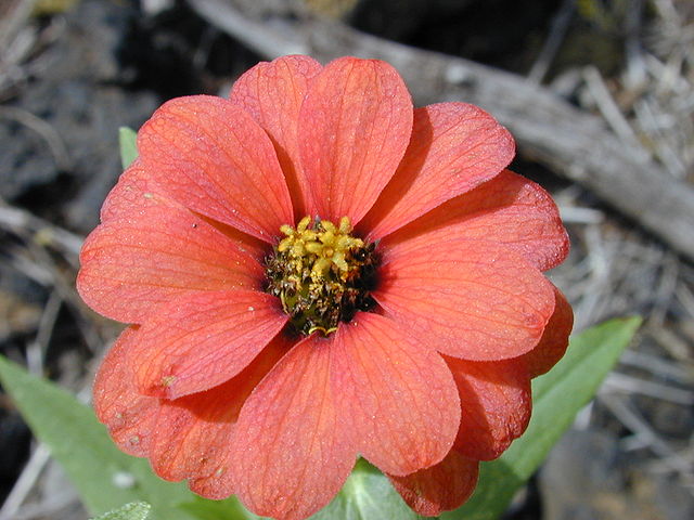Fiore di Zinna Peruviana – Foto di Forest & Kim Starr, CC BY 3.0