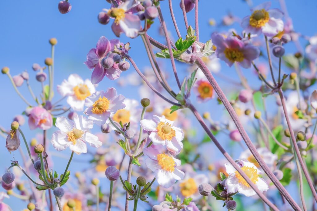 Anemone japonica Foto di Couleur da Pixabay 