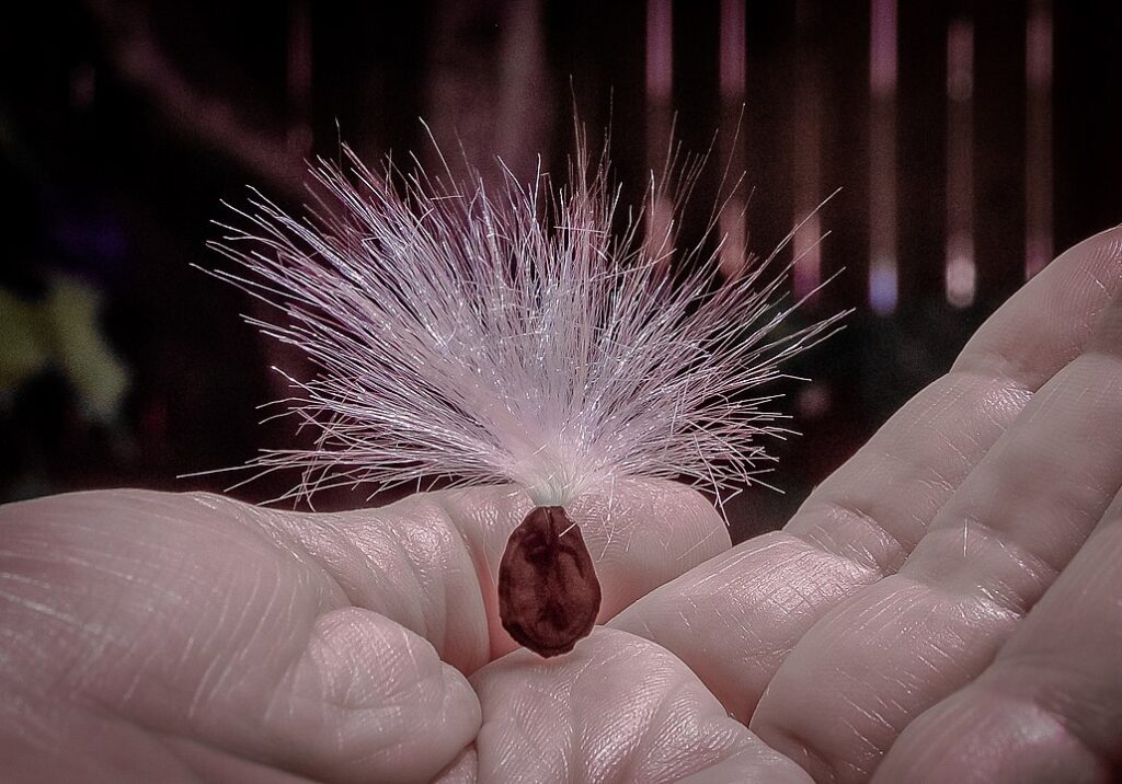 Stephanotis floribunda seme con 'paracadute'