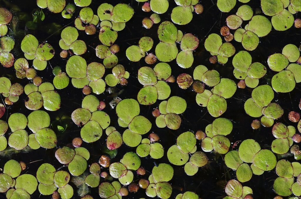 Primo piano della specie di lenticchia di palude Spirodela polyrhiza, vista dall'alto sulla superficie di una piscina