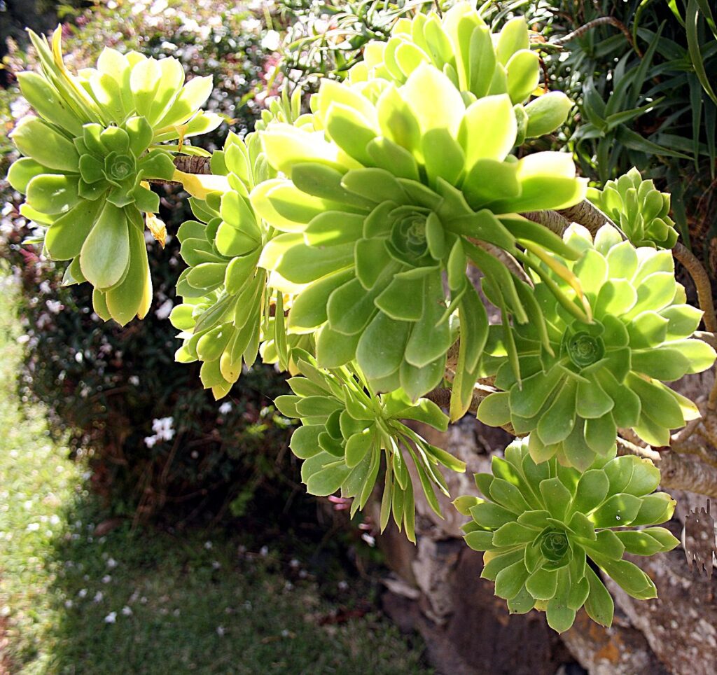 Madeira, Giardini di Palheiro - Aeonium arboreum 