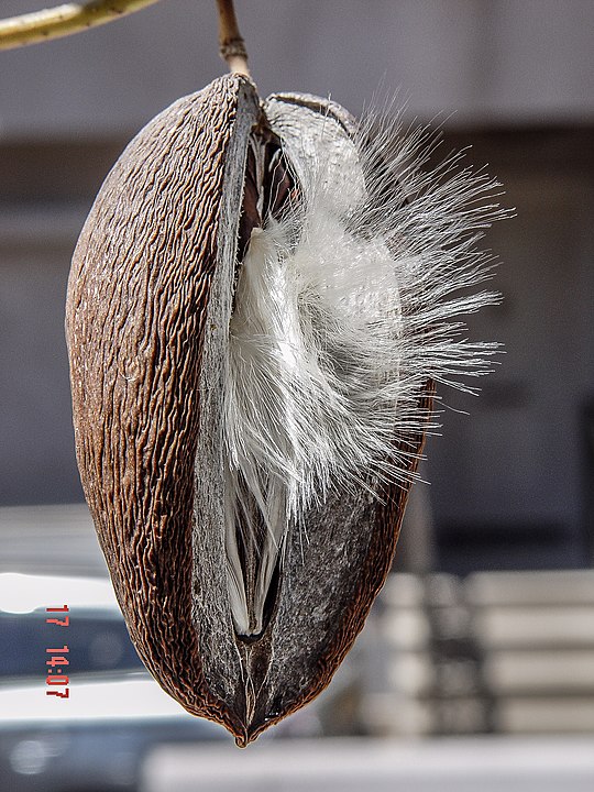 Stephanotis floribunda baccello secco - i semi con 'paracadute' sono ancora dentro
