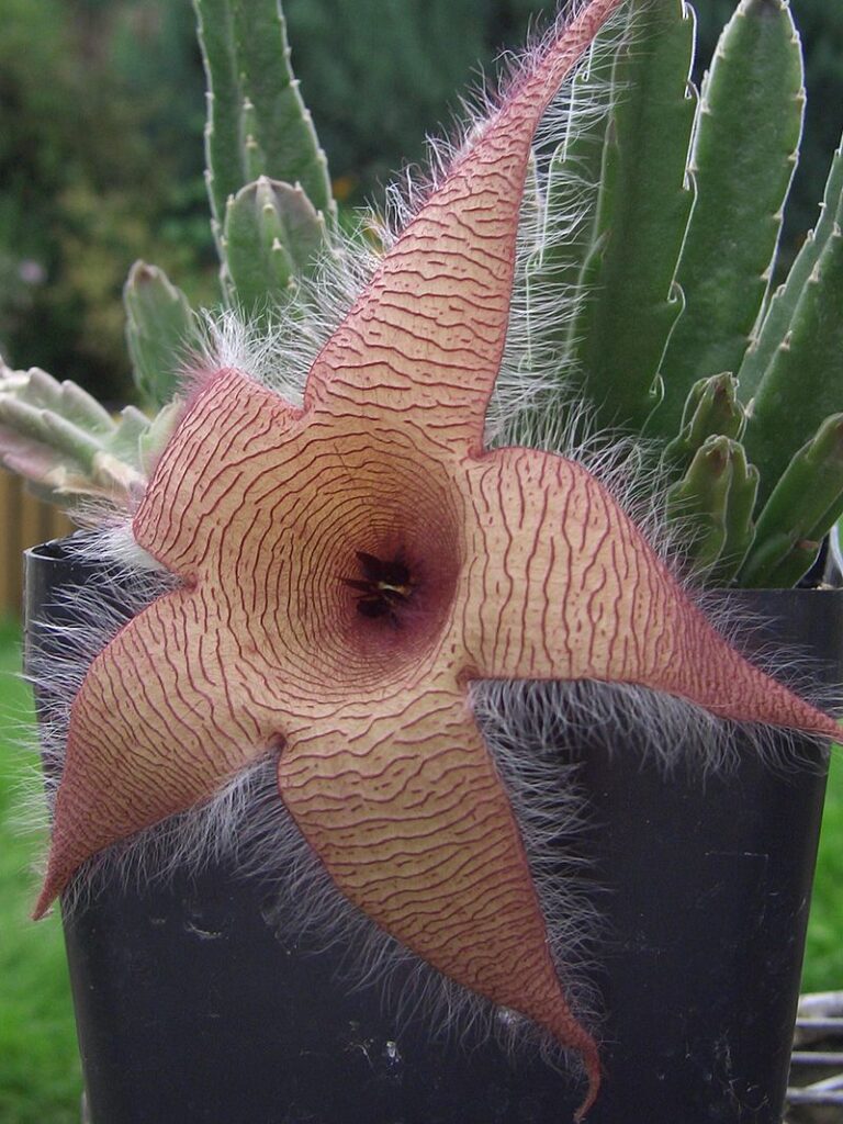 Fiore stapelia gigantea By Gilbert8888, CC BY-SA 3.0,  commons.wikimedia.org 