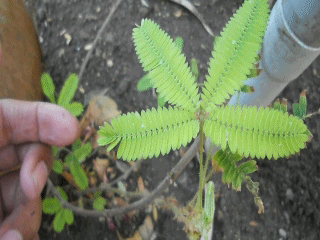 Chiusura delle foglie di Mimosa pudica in seguito a stimolo tattile. Di Hrushikesh 
