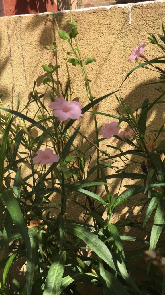 Ruellia Brittoniana a fiore rosa