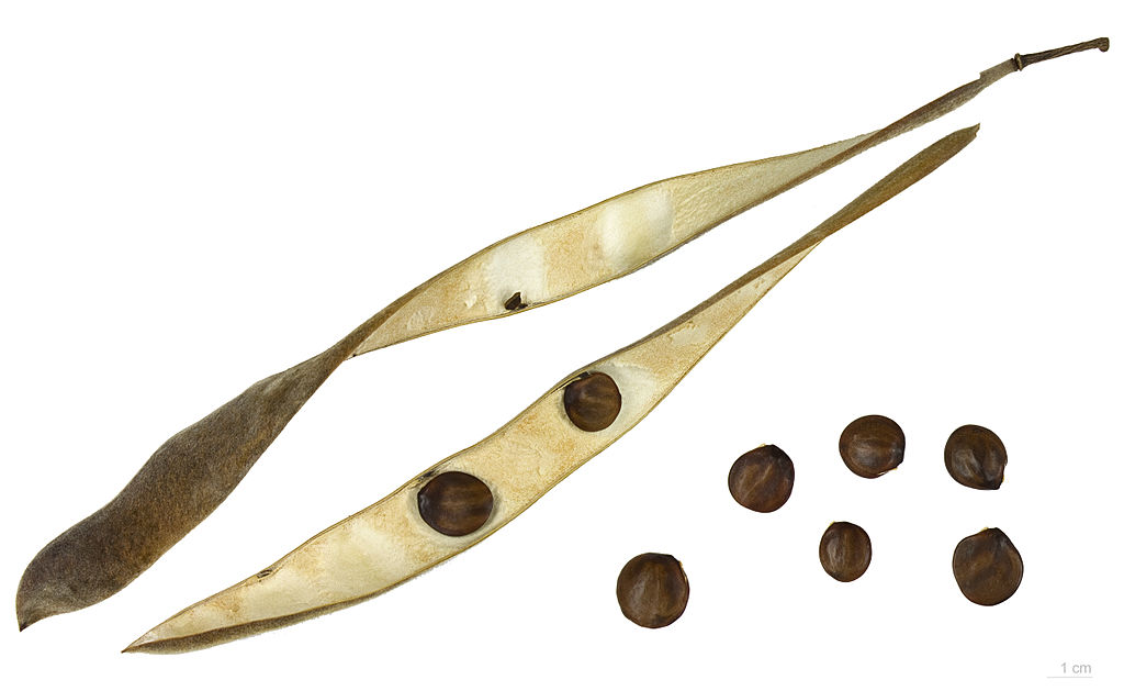Legumi e semi di  glicine Wisteria floribunda. I semi di tutte le specie di glicine contengono alti livelli di wisterina e sono particolarmente tossici.  