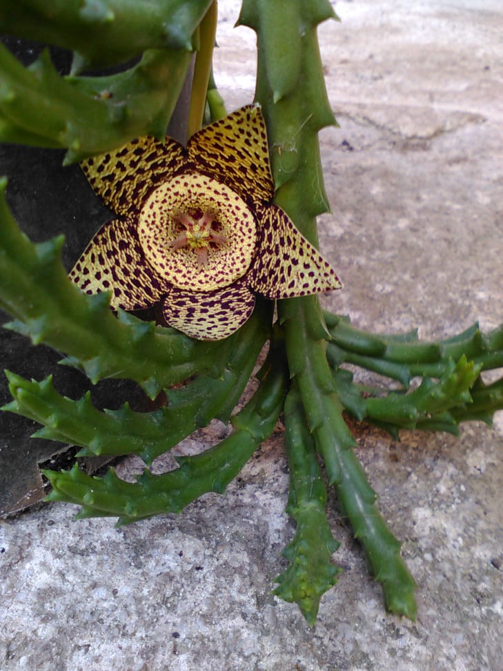 Stapelia variegata credito foto:  beautifulexotic.it