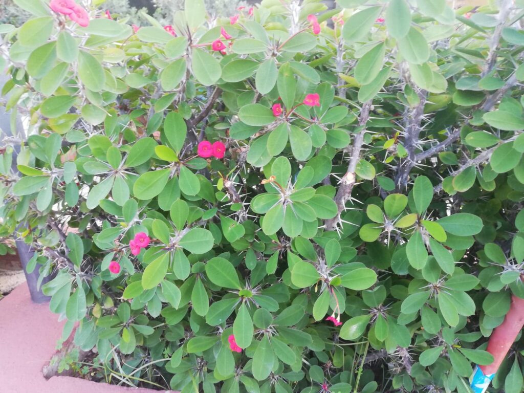 Euphorbia milii varietà splendens