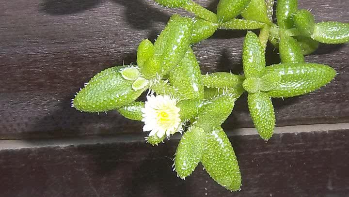 Delosperma echinatum comunemente chiamata cactus del cetriolo con i suoi fiori che sono gialli e bianchi.