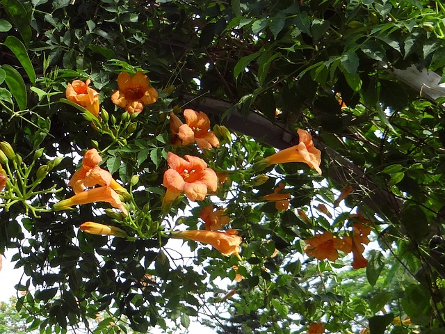 Bignonia Grandiflora Campsis