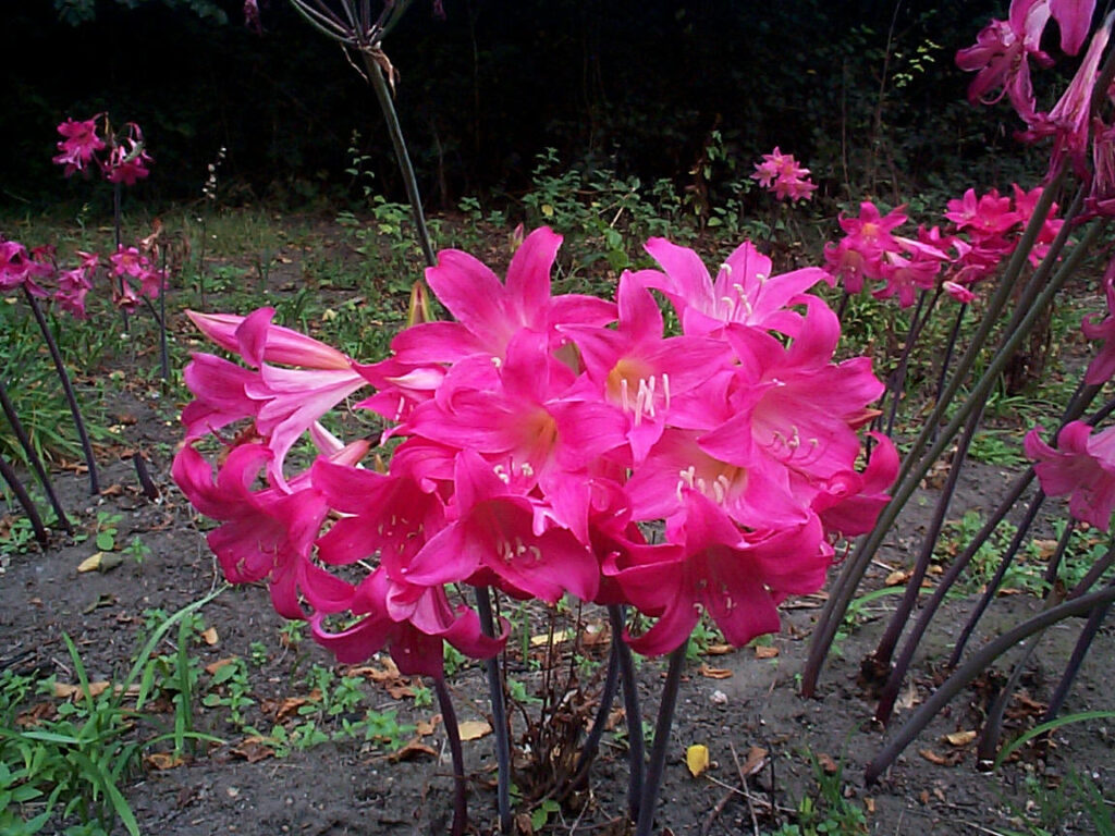 Amaryllis Cultivar a fiore rosa scuro 