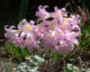 Amaryllis belladonna