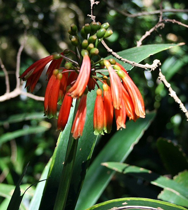 Clivia caulescens