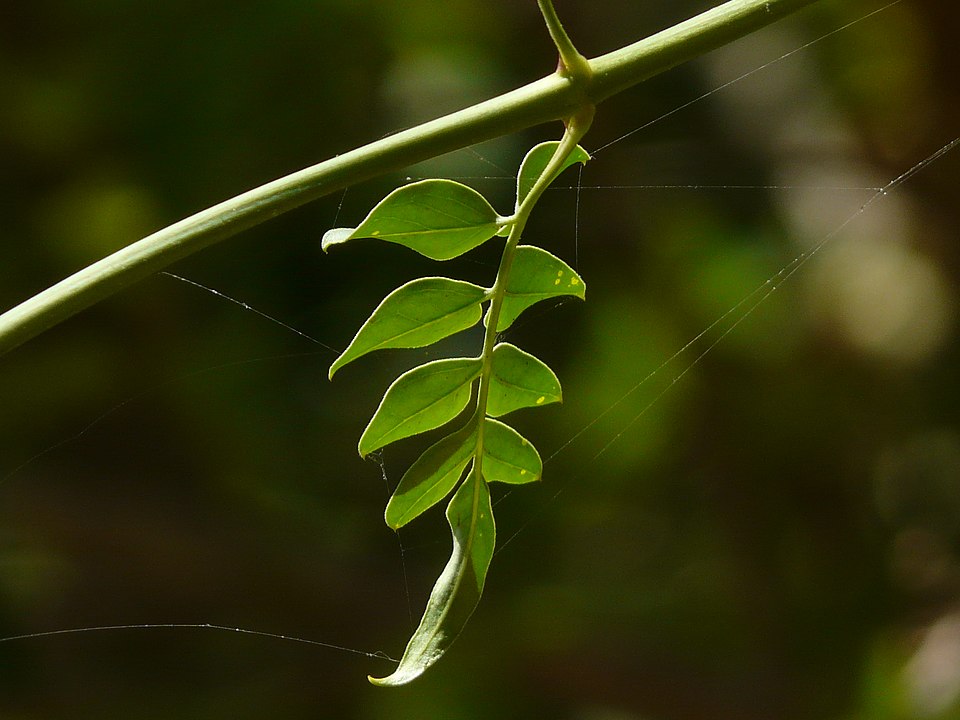Particolare delle foglie del gelsomino comune.
