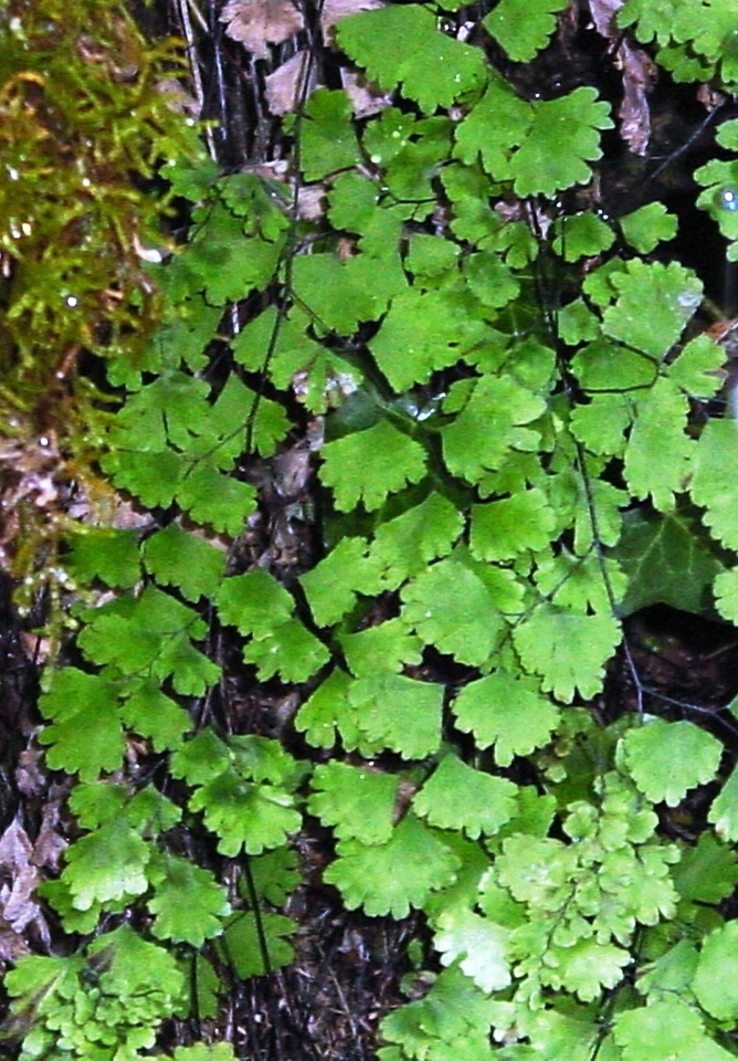 Particolare delle foglie di Capelvenere