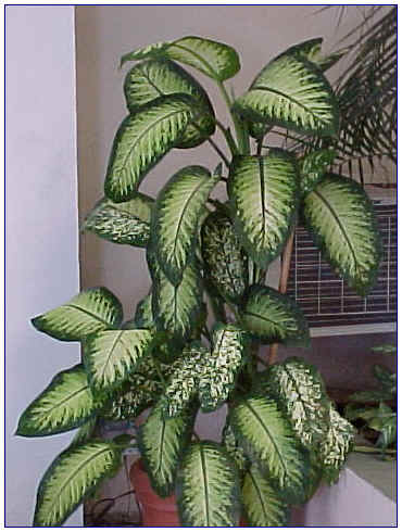 L'immagine rappresenta una pianta di Dieffenbachia seguine.