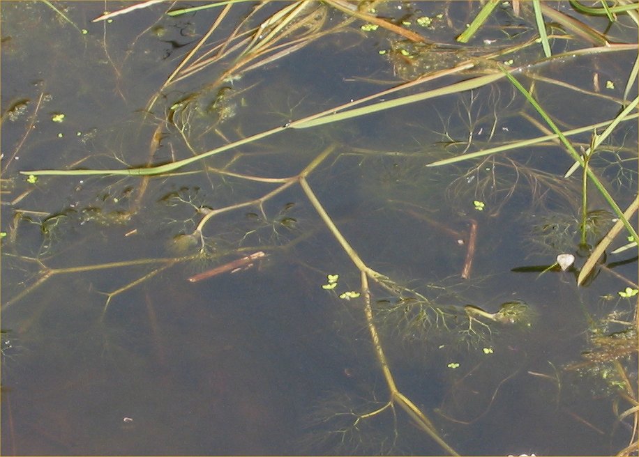 Foglie sommerse di ranuncolo acquatico var. diffusus . 