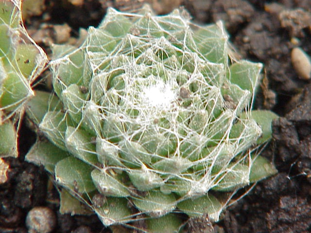 Sempervivum arachnoideum tomentosum