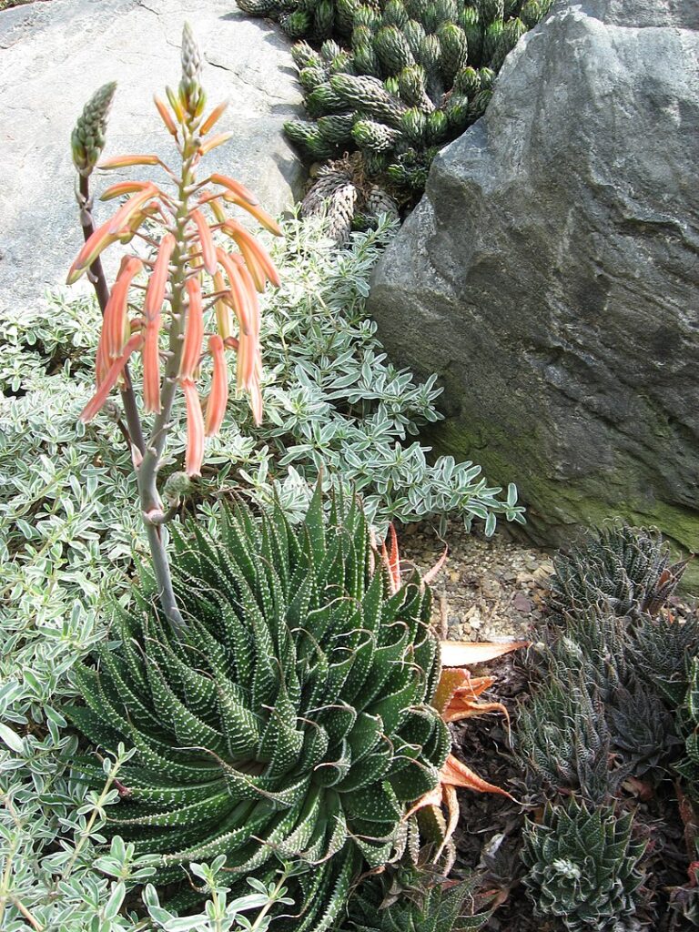 Aloe aristata in fioritura