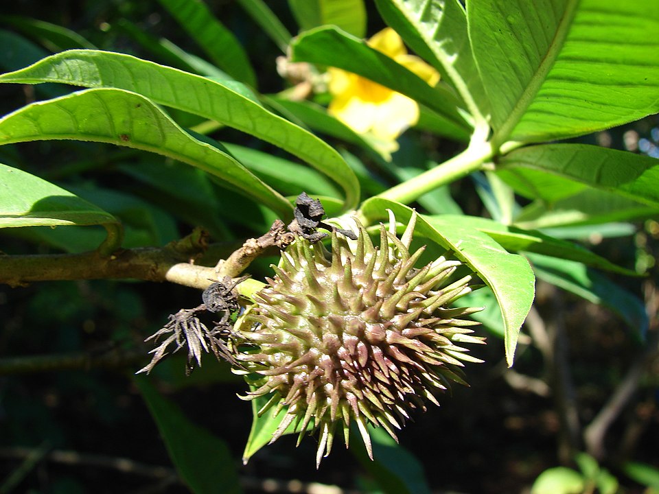 Frutti di Allamanda schottii . Località: Maui, Incantevoli giardini floreali di KulaBy