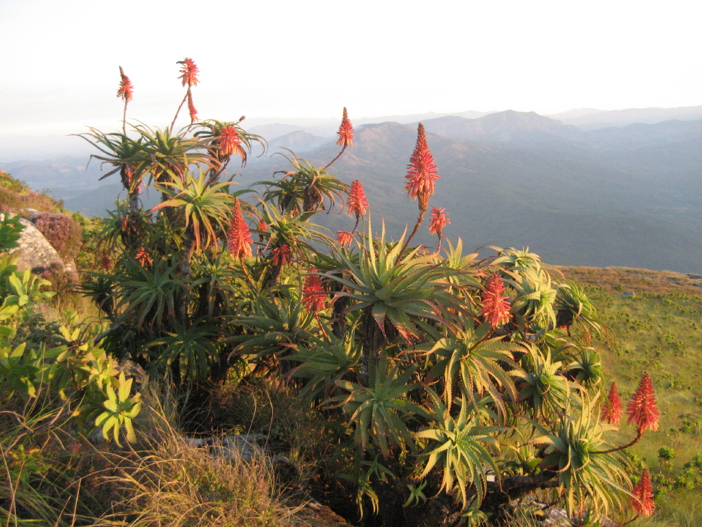 Aloe arborescens on Mount Gurungue (1950 m.a.s.) in Manica district of Mozambique.