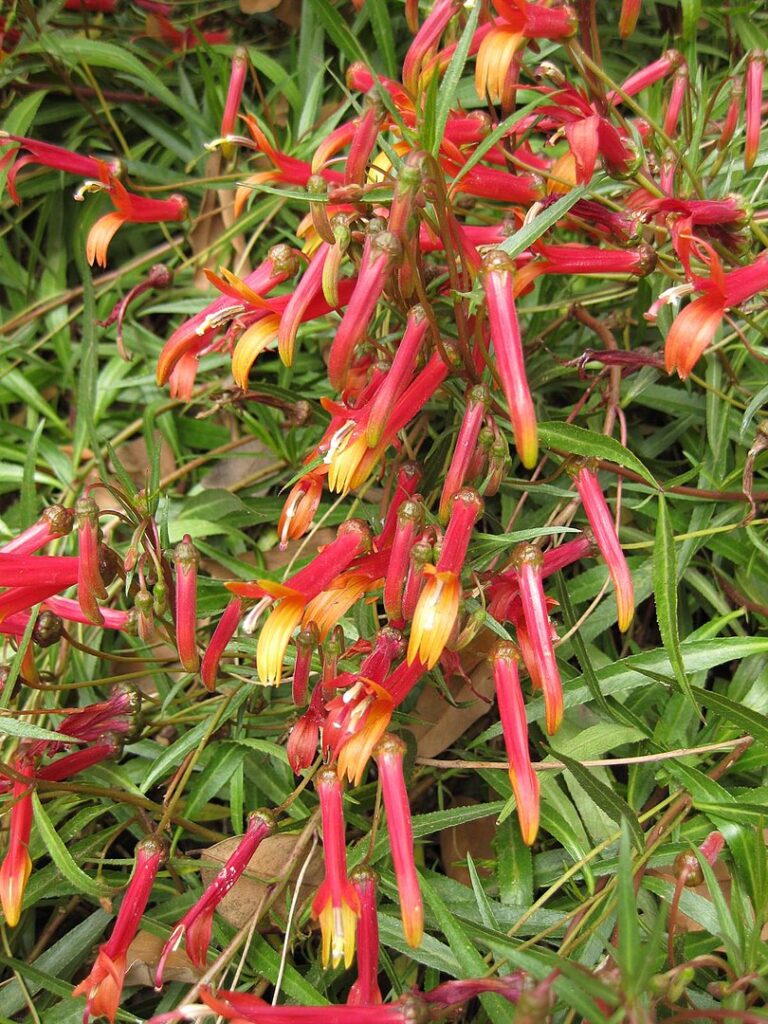 Lobelia laxiflora , Giardini di Huntington