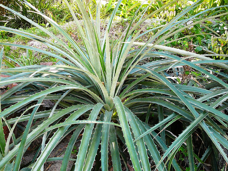 Bromelia Balansae - la bromelia più comunemente coltivata, una specie spinosa che ricorda da vicino l'ananas