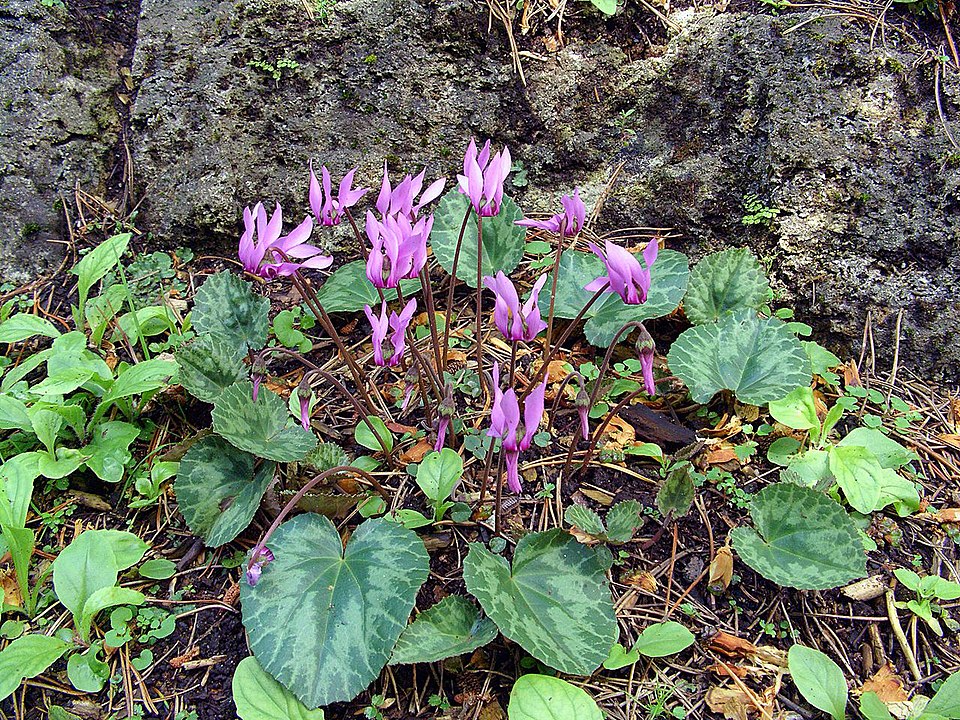 Il ciclamino delle Alpi (Cyclamen purpurascens)