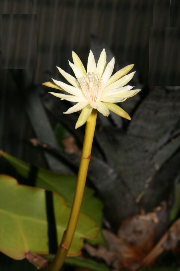 Epiphyllum phyllanthus pianta fiorita del Mato Grosso, Brasile
