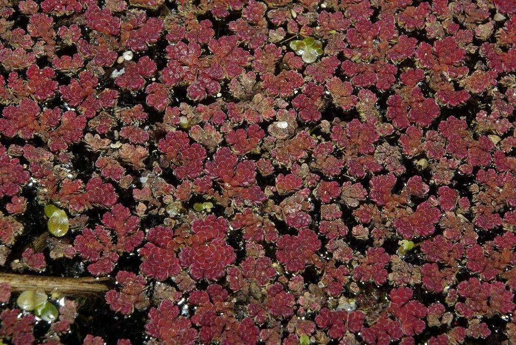 Azolla caroliniana  Zamora (Spagna). La coltivazione in luoghi soleggiati favorisce la colorazione rossa e intensa delle foglie. 
