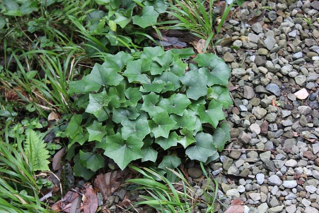 Foglie reniformi di Farfugium japonicum var. formosanum a Erziping, Parco Nazionale di Yangmingshan, Taipei, Taiwan.