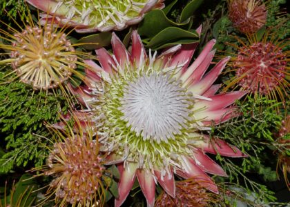 South Africa Garden Route Protea King Protea Flower