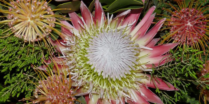 South Africa Garden Route Protea King Protea Flower